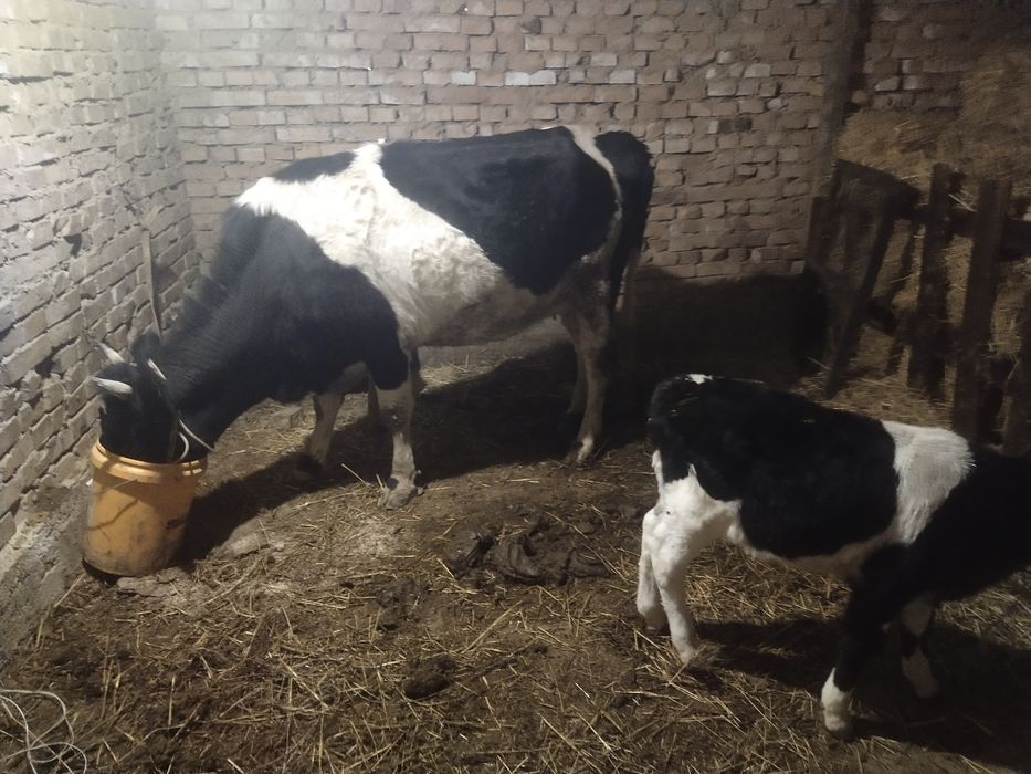 Сыйырлар сатылады