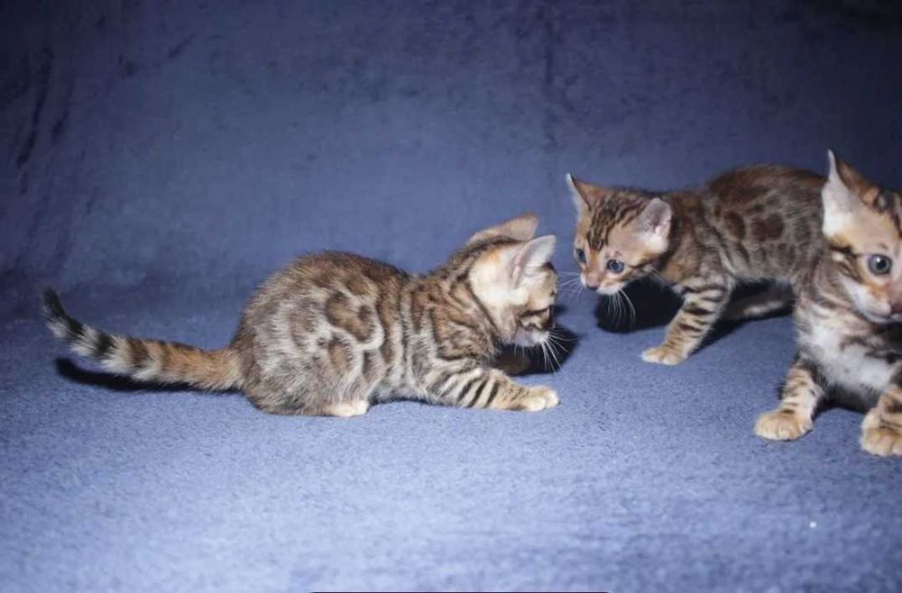 Бенгальские Детки