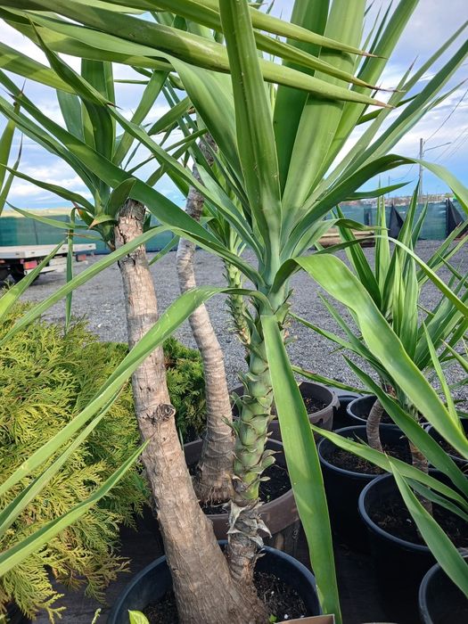 Yucca ieftina ..
