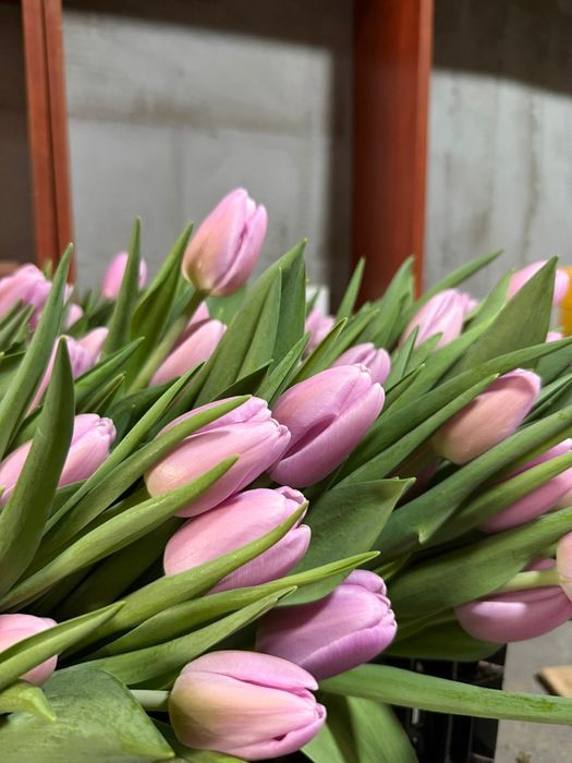 Тюльпаны премиум класса по 750 тг