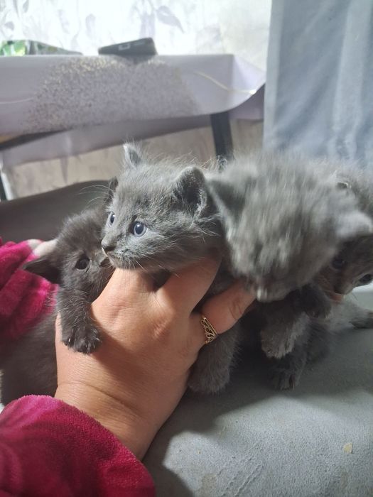 Отдам даром котят