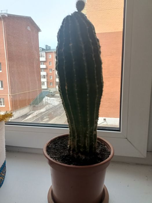 Кактус  эхинопсис