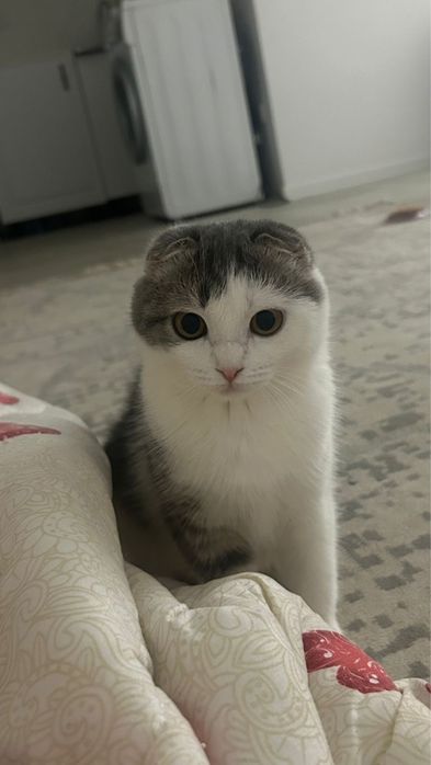 шотландская кошка