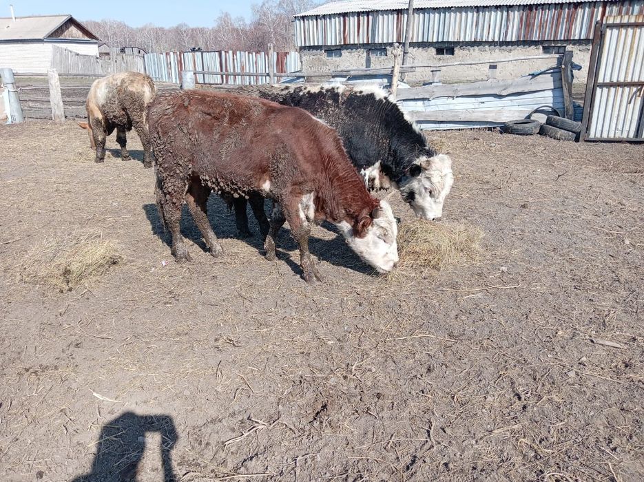 Продам бычки 600000