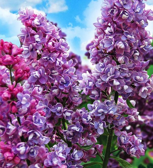 Продам раинированные саженцы