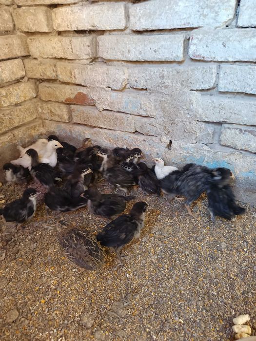 Pui de găină Australorp negru și leghorn alb