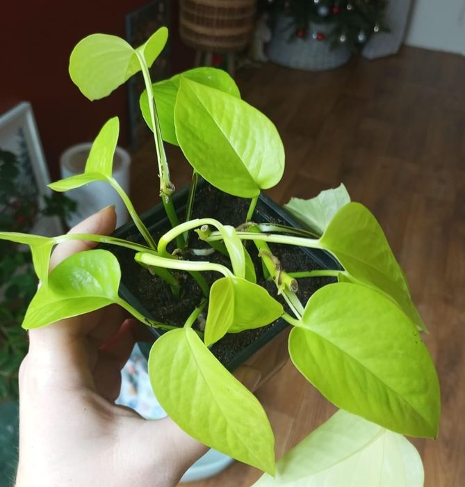 Продам комнатные цветы