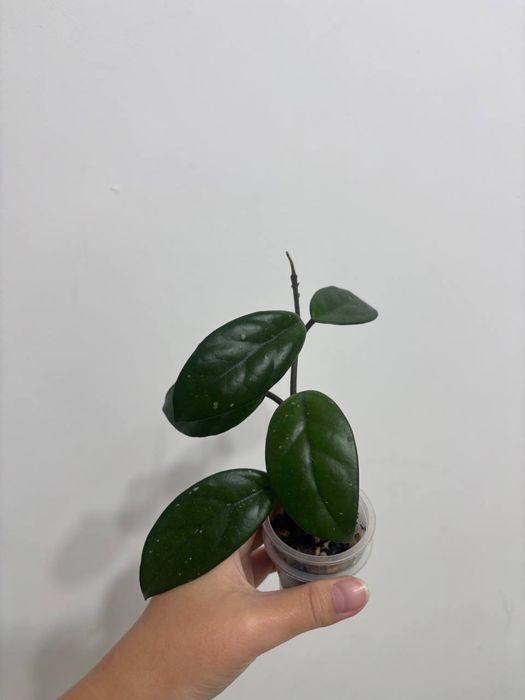 Продам комнатные растения