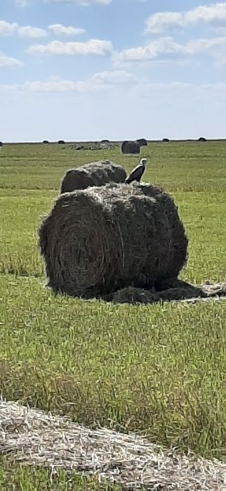 Продам участок 200га