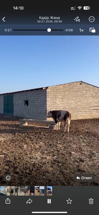 Бұқа 9 бас сатылады