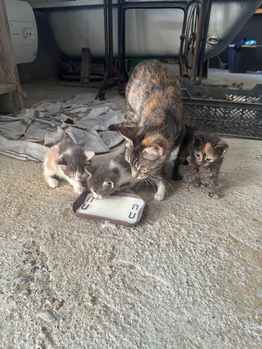 Отдам котят в добрые руки