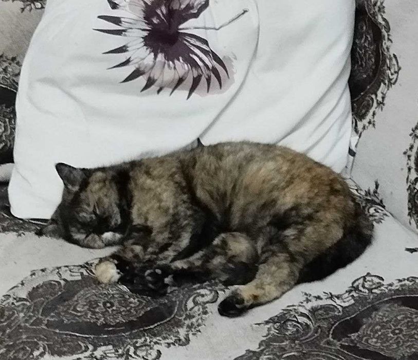 Отдам кошку в хорошие руки