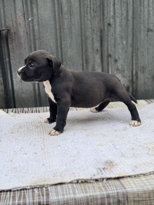 Femela amstaff rasa pura !