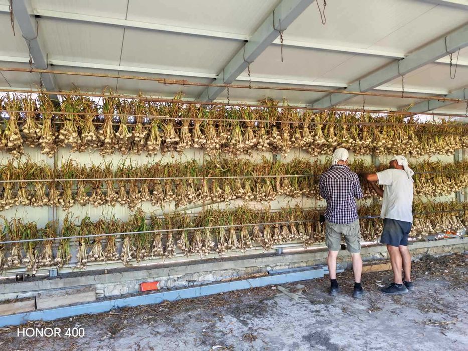 Продавам български, зимен, нелют чесън. Собствено производство.