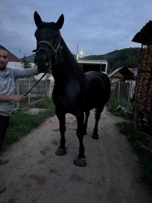 Vând iapa neagră de 5 ani