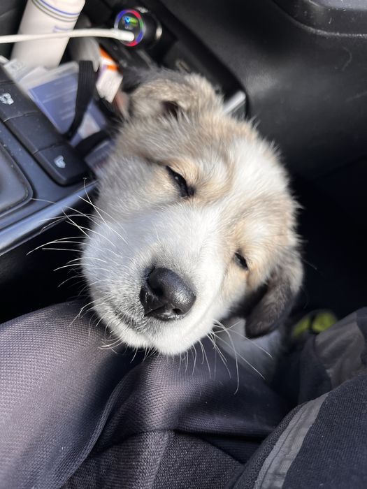 Щенок нашли по трассе