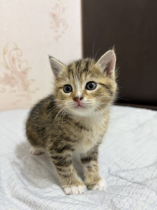 Отдам даром котят в заботливые руки