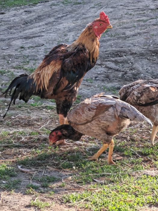 Продам бойцовых петухов и кур