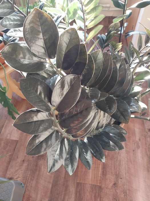 Замиакулькас черный принц