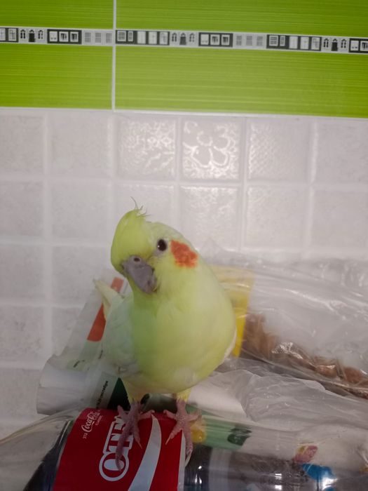 Продаю пара корелл