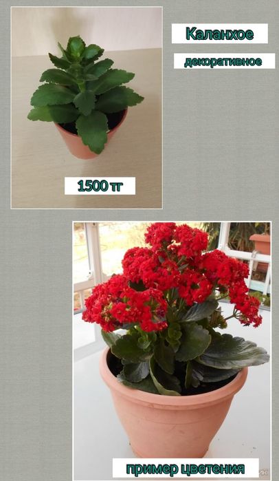 Комнатные растения цветы каланхоэ