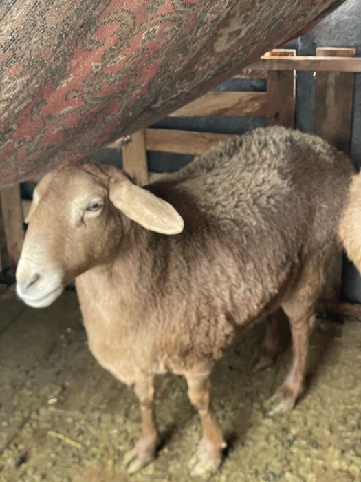 Гиссар куй сотилади