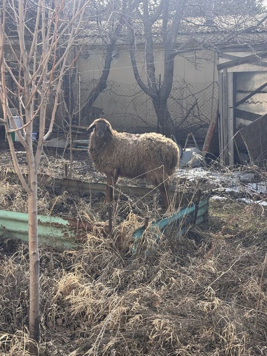 тоқтылар сатылады