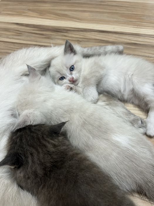 Отдам в добрые руки