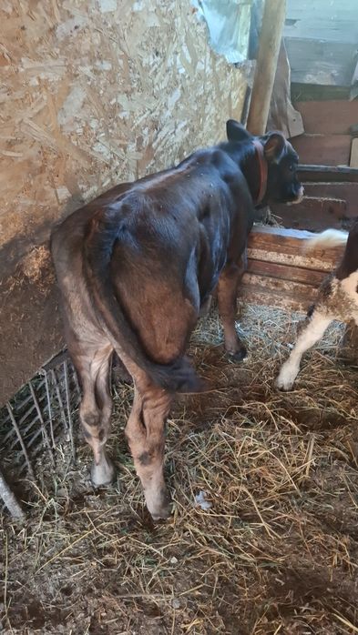 Vând 2 taurasi de 3 luni