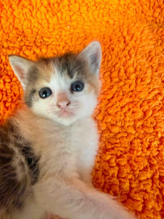 Подаряваме котенца