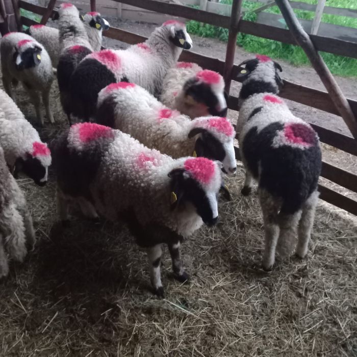 Mieluțe breze disponibile