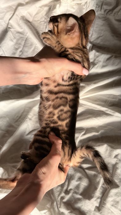 бенгальскй котенок