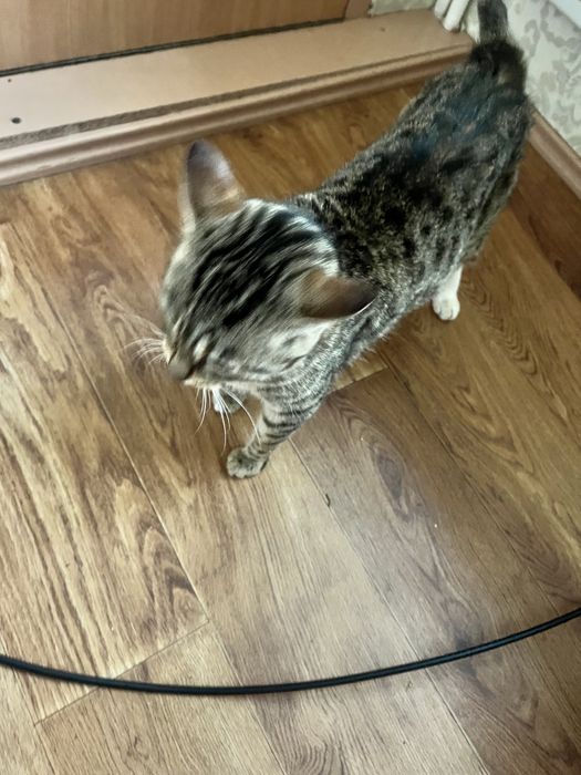 hadyaga chiroyli aqlli yaxshi qiz bola mushuk tugmaydi