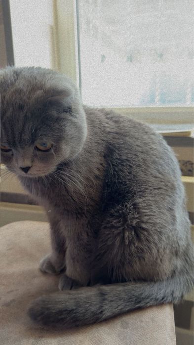 Продается кошка скоттиш девять месяцев