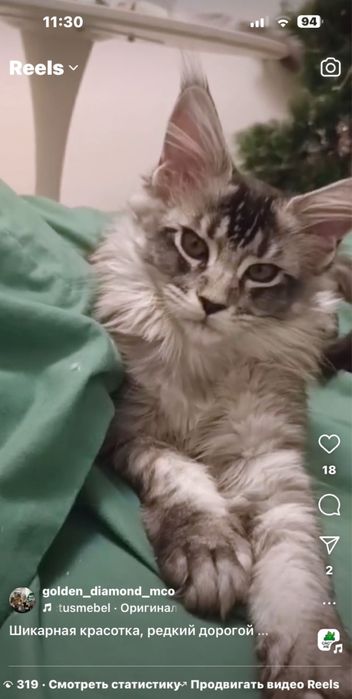 Вязка огромный мейн-кун