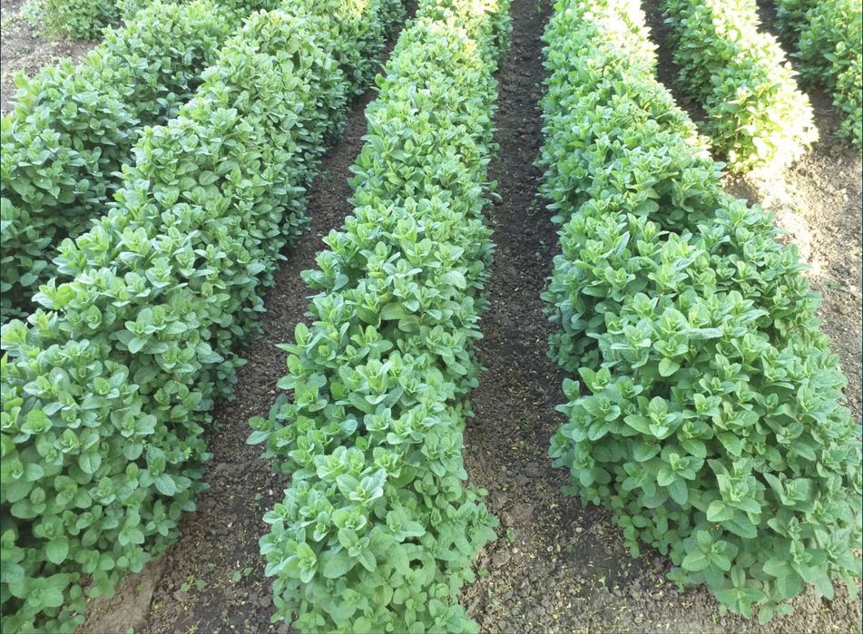 Menta spicata olandeza