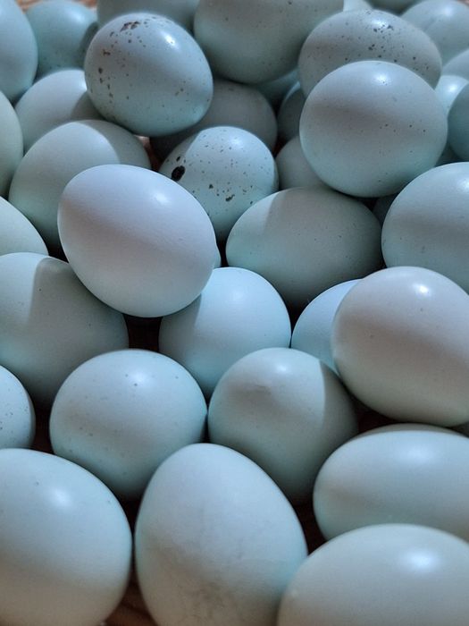 Pui prepelita Celadon au o zi