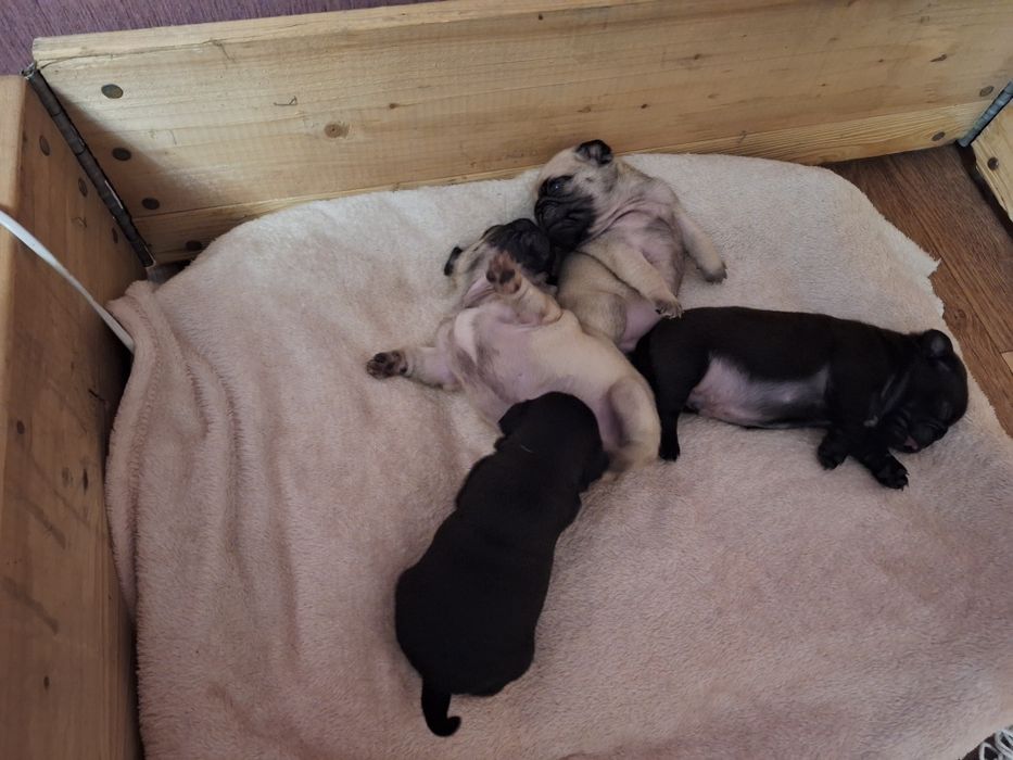 Щенки мопса с документами