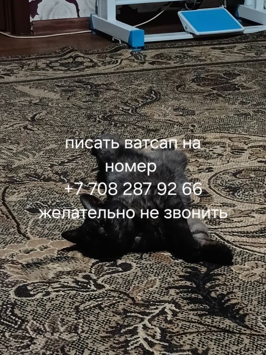 отдам кота в добрые руки