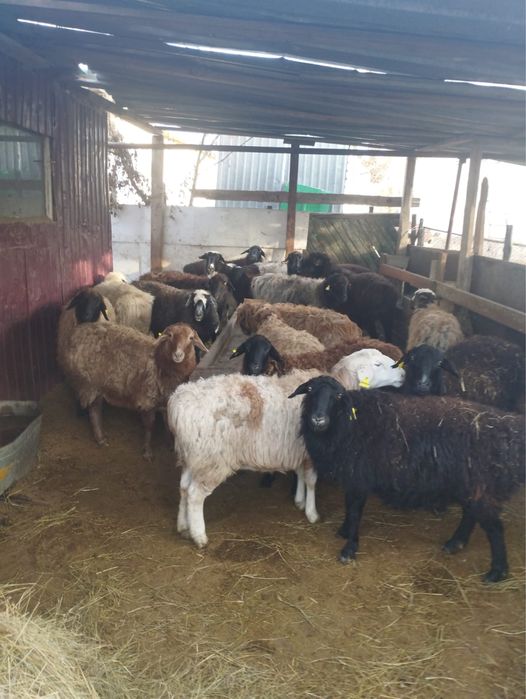 Кой, токты сатылады