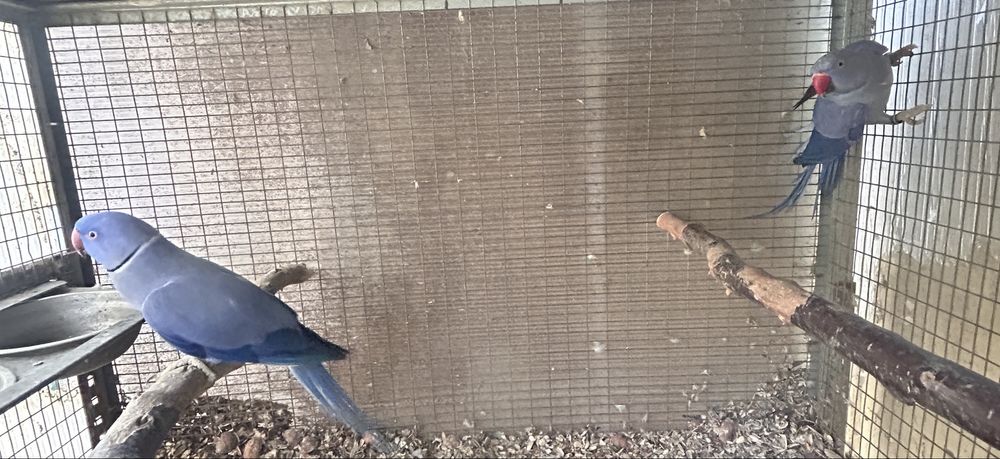 Pereche micul alexandru violet si pied