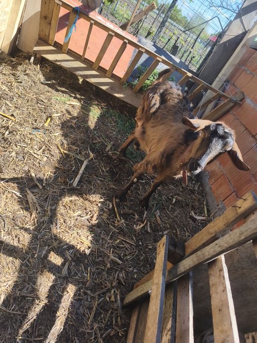 Vând o capră metis anglonubiana cu albă de Banat cu o iada și un tap