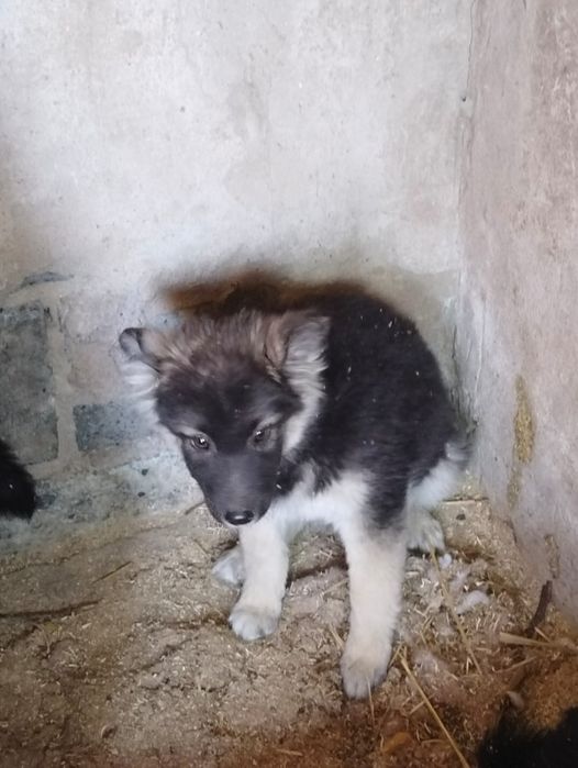 Щенята ищут мам и пап