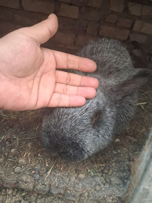 Куен болалари катта буладиган
