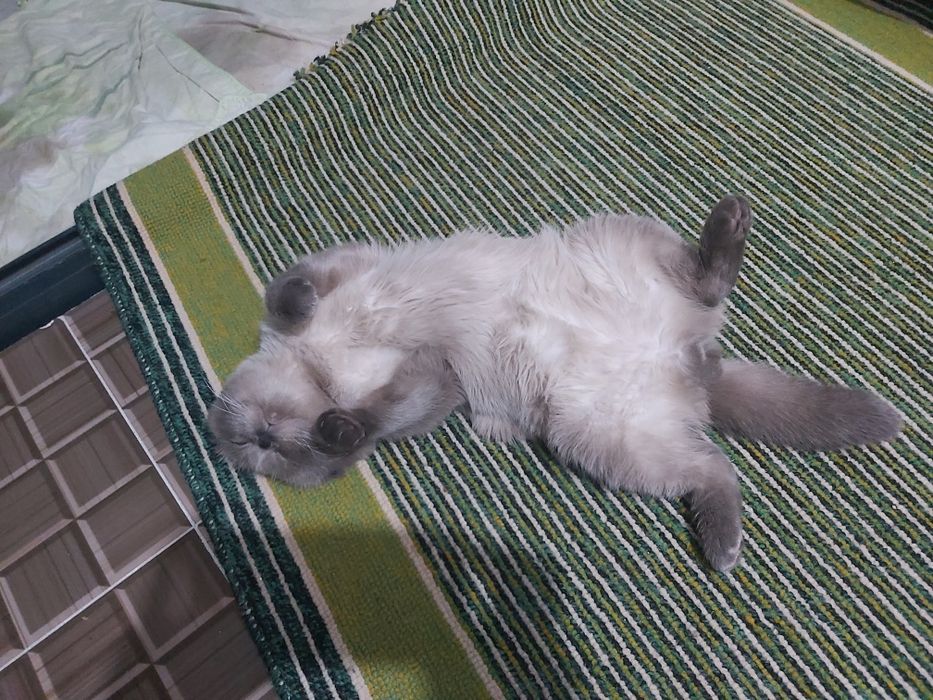 Скотиш фолд для вязки