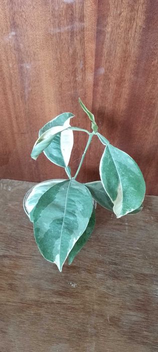 Апельсин растение.