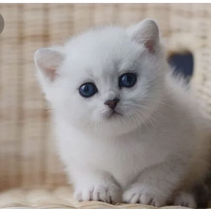 Продаются шикарные малыши. Девочка и малчик. Серебристая шиншилла ns12