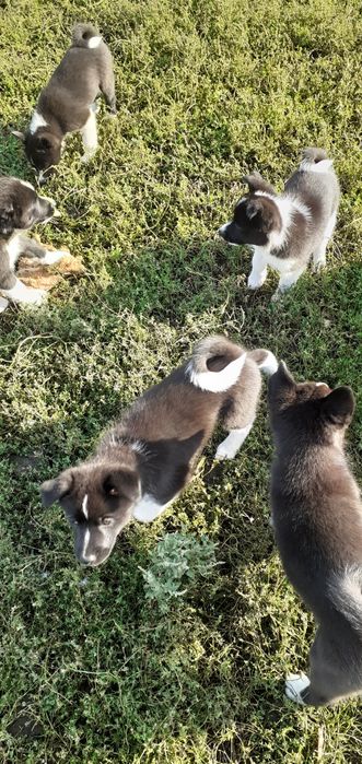 русско европейские щенки