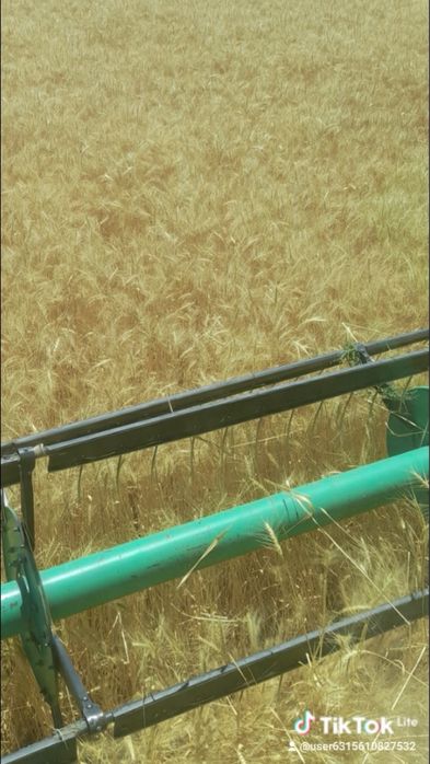 Ұрықтық бидай сатылады