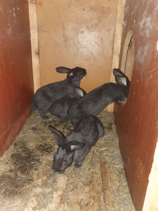 Породистые кролики